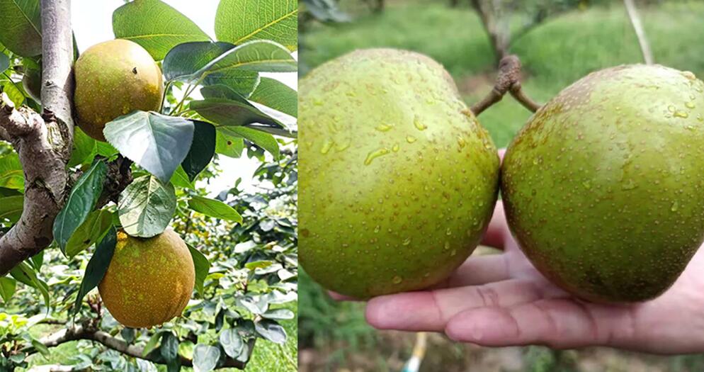 1686727651633270.jpg 2021073161071677.jpg